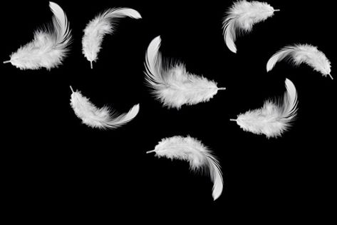 Old Cartoon Network, Black And White Books, Gif Background, Feather Photography, Feather Texture, Book Cover Design Inspiration, Comic Layout, Black Background Images, Feather Art