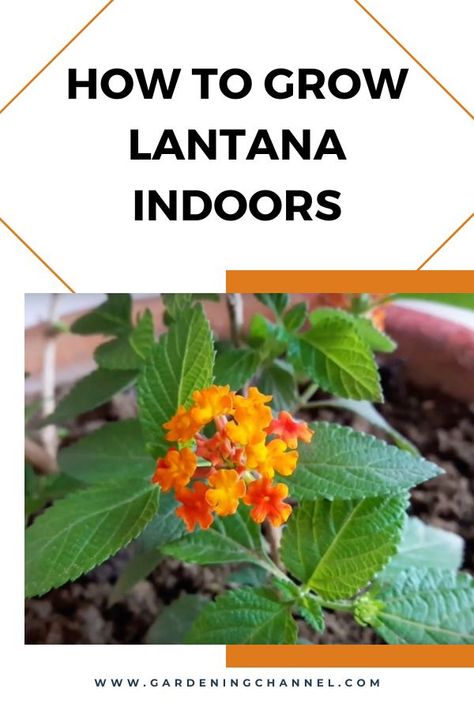 lantana in container with text overlay how to grow lantana indoors Lantana Tree, Lantana Plant, Deer Resistant Plants, Growing Plants Indoors, Garden Girls, House Plant Care, Growing Indoors, Propagating Plants, Container Flowers