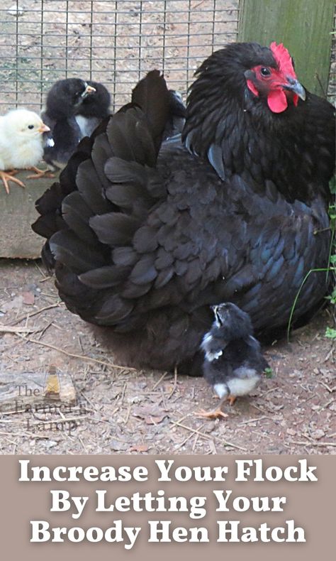 Broody Chicken, Broody Hen, Raising Chicks, Chicken Coup, Types Of Chickens, Hatching Chicks, Backyard Chicken Farming, Homestead Gardens, Hatching Eggs