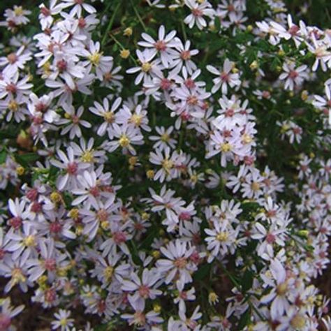 Aster cordifolius, Blue Wood Aster Aster Cordifolius, Wood Aster, Fall Plants, Blue Wood, Yard Work, St Louis Missouri, Butterfly Garden, Types Of Plants, Late Summer