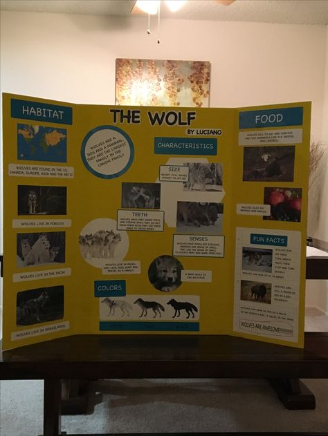 Animal wolf report trifold board poster 3rd grade Tri Fold Poster Board, Trifold Board, Tri Fold Poster, Animal Report, Wolf Poster, Research Poster, Adolescent Health, Animal Poster, Animal Science