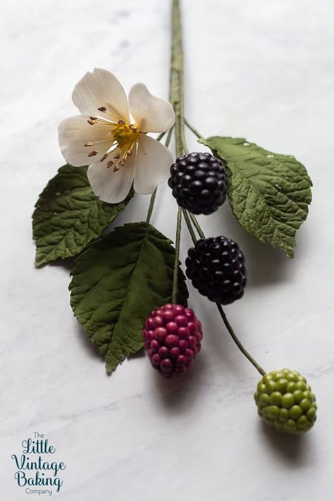 Blackberry Reference, Blackberry Branch, Blackberry Flower, Blackberry Blossom, Blackberry Plant, Botanical Photos, Blackberry Leaves, Sugar Flowers Tutorial, Berry Branch