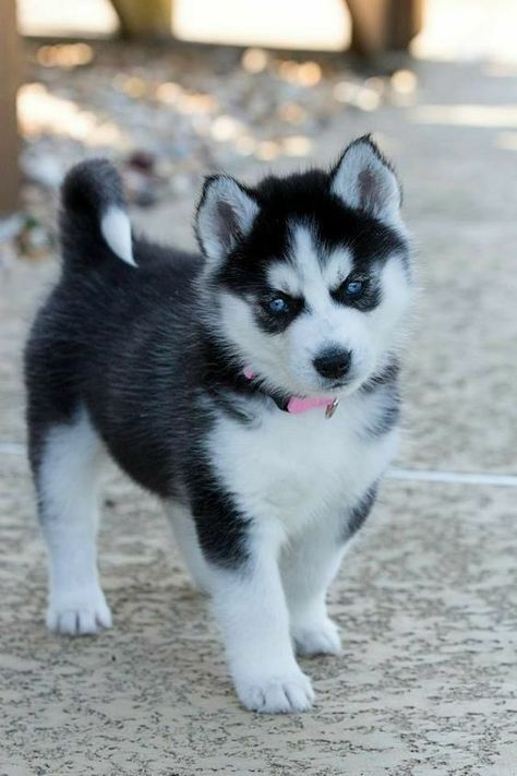 Caine Husky, Puppy Husky, Cute Husky Puppies, Cute Husky, Super Cute Puppies, Siberian Husky Puppies, Baby Animals Pictures, Cute Little Puppies