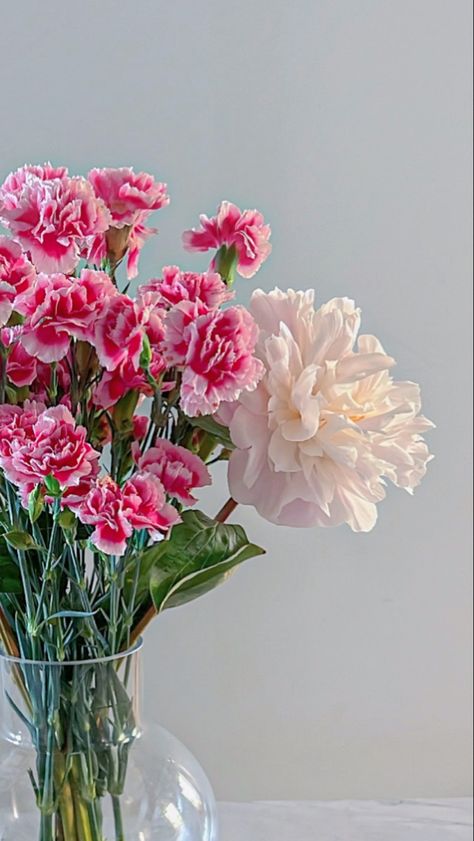 Carnation Photography, Peony Aesthetic, Favourite Flowers, Boquette Flowers, Pink Carnations, Flowers Aesthetic, House Smell, Parts Of A Plant, Pink Peony