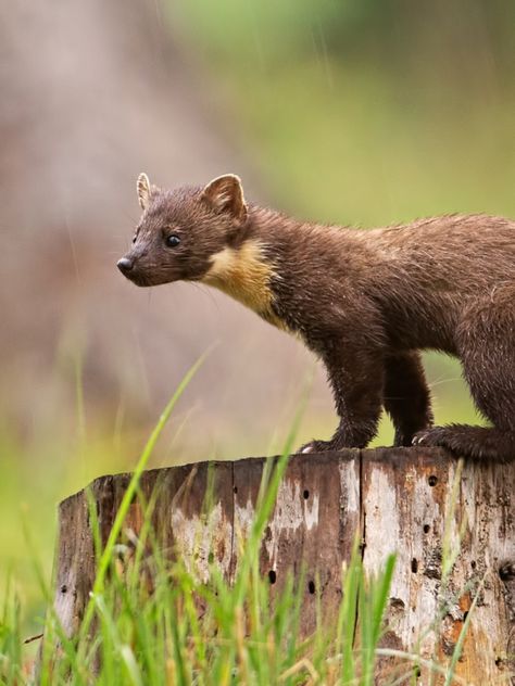 English Wildlife, Pine Martens, British Animals, Pine Martin, Woods Animals, British Nature, Uk Wildlife, Pine Marten, Real Animals