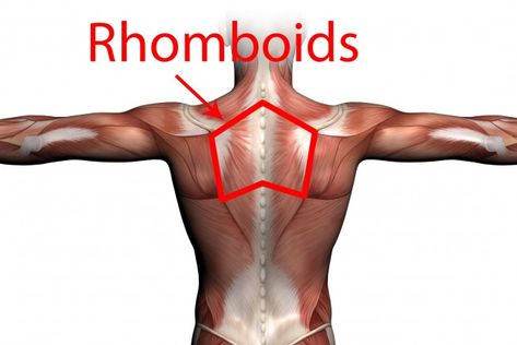 Gym Geek – What are the best exercises for the Rhomboids? Rhomboids Exercises, Rhomboid Exercises, Scapula Exercises, Shoulder Anatomy, Dumbell Workout, Shoulder Pain Relief, Fat Burning Tips, Feminine Health, Beautiful Objects