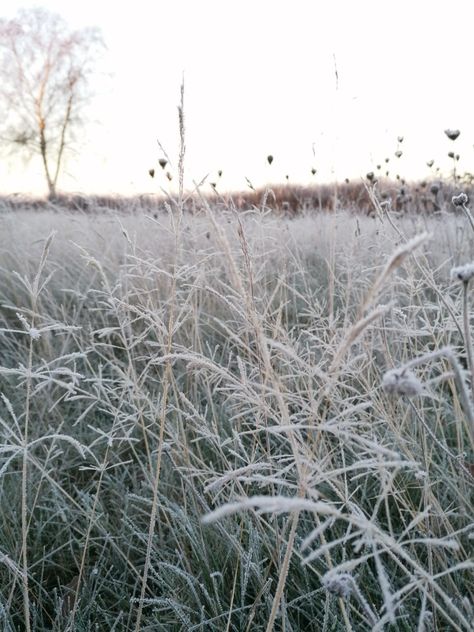 Grass in the winter . . . . . #cold #winter #winteraesthetic #aesthetic #grass #morning #white #lightGreen #frosen Magic Ideas, Everyday Magic, Winter Cold, Winter Aesthetic, In The Winter, Cold Winter, The Winter, Light Green, White