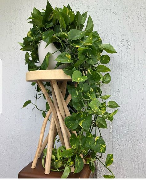 Golden photos Easy Indoor Plants, Pinterest Garden, Golden Pothos, Plant Pot Covers, Hanging Plants Indoor, Pothos Plant, Growing Plants Indoors, Succulent Gardening, Flower Shower