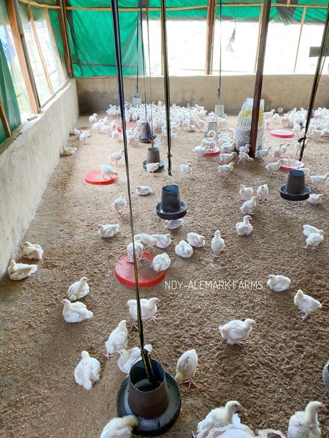 Poultry Breeding Pens, Pigs Farming Livestock, Poultry Farm Buildings, Chicken Farming House, Reban Ayam, Como Plantar Pitaya, Poultry Farm Design, Chicken Feeder Diy, Raising Turkeys