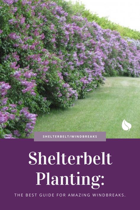 Shelterbelt planting isn’t as simple as it sounds. It takes a lot of planning and work. We’ve put together our best practices for planting a shelterbelt or windbreak.

Four Shelterbelt Planting Tips
1. Determine Why You Need a Shelterbelt.
2. Decide on the Number of Shelterbelt Planting Rows Needed.
3. Determine Shelterbelt Planting Row Spacing.
4. Order Your Shelterbelt Trees. Windbreak Landscape Design, Wind Break Landscaping, Shelter Belt Landscaping, Shelter Belt Trees, Wind Break Trees, Trees For Wind Break, Windbreak Tree Design, Wind Break Plants, Garden Windbreak Ideas