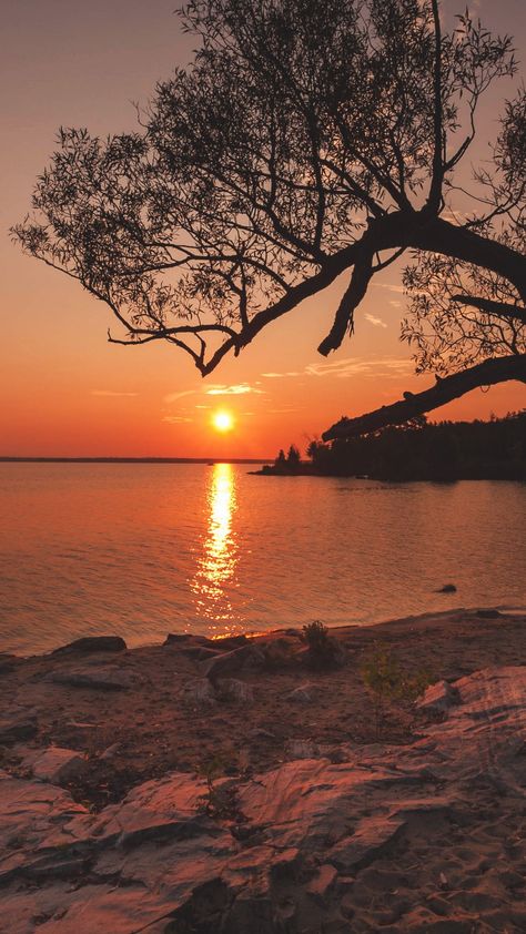 Tree, river, sunset, Dusk Sky, River Sunset, Water Sunset, Let Go Of Everything, Tree Sunset, Stunning Scenery, Forest Sunset, Beautiful Skies, Bright Sun