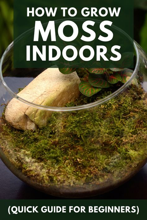 Terrarium small garden in glass bowl. Moss creates a stunning visual effect in any indoor space. You can grow moss in between pavers, on rocks, on wood, on concrete, on pots and indoor living walls. You can also make indoors DIY terrarium with your moss. Read our beginners guide on how to properly grow moss indoors. Terrarium Garden Diy, How To Propagate Moss, Tiny Moss Terrarium, Moss In Terrarium, Indoor Moss Garden Diy, Live Moss Terrarium Diy, Fern Terrarium Diy, Growing Moss On Rocks, Small Moss Terrarium