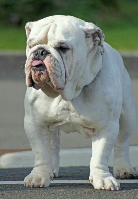 Miniature English Bulldog, French Bulldog Full Grown, English Bulldog Care, White Bulldog, Bulldog Pics, Bulldog Breeds, Cute Bulldogs, English Bulldog Puppies, Bull Dogs