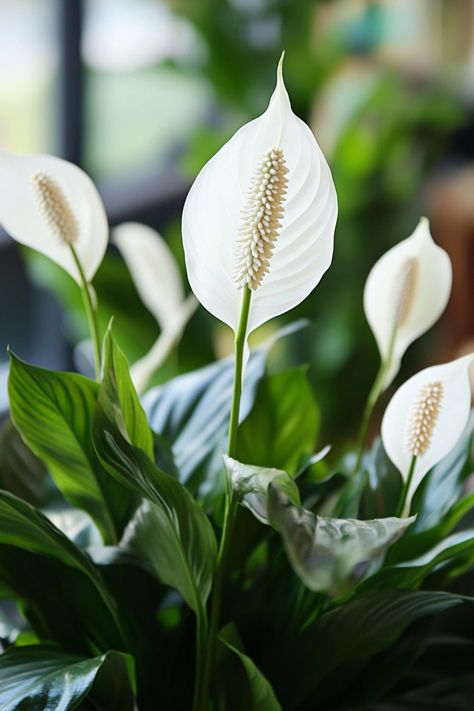 Peace Lily (Spathiphyllum) is a serene and elegant addition to any indoor space! 🌿🏡 Known for its striking white blooms and lush green leaves, this plant is a delightful blend of beauty and air-purifying qualities. Easy to care for and perfect for adding a touch of tranquility, Peace Lily enhances any room with its graceful presence. Indulge in this calming botanical favorite today! 🌱✨ #PeaceLily #Houseplants #IndoorGarden #GreenLiving White Peace Lily, Peace Lillies, Plant Vegetables, Lily Plant, Peace Lily Plant, Air Purifying, Peace Lily, Lush Green, Green Living