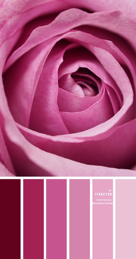 Onion Pink Colour Palette, Pink Purple Colour Palette, Types Of Pink Shades, Colour Combinations Wedding, Shades Of Pink Color Palettes, Combination For Pink, Combinations With Pink, Pink Purple Color Palette, Pink Colour Combinations