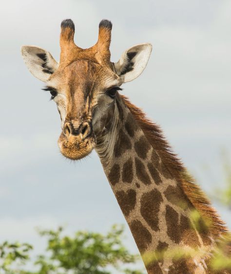 South Africa Wildlife, Giraffe Face, Giraffe Images, Giraffe Photos, Giraffe Pictures, Skin Photo, Close Up Photography, Kruger National Park, Photo Tree