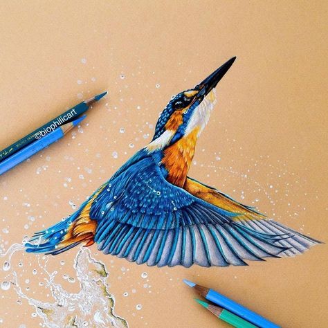 Kingfisher by Sallyann Pencil Drawings Of Animals, Prismacolor Art, Colored Pencil Artwork, Pastel Artwork, Original Pastel, British Wildlife, Pencil Art Drawings, Animal Sketches, Color Pencil Art