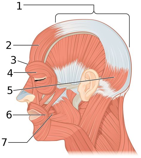 Facial Expression Drawing, Face Side View, Facial Action Coding System, Muscles Of Facial Expression, Anatomy Stickers, Side View Of Face, Face Muscles, Expression Drawing, Facial Expressions Drawing