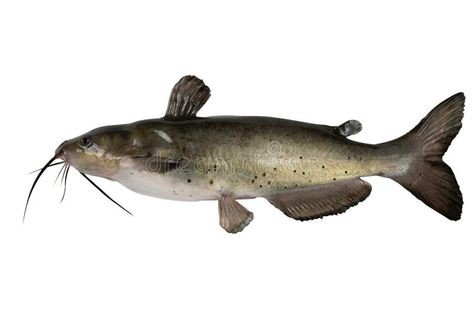 Animal Fusions, Catfish Pictures, Blue Catfish, Channel Catfish, Aquaponics Fish, Catfish Fishing, Aquaponic Gardening, Aquaponics System, All Fish