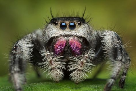 Regal Jumping Spider, Cute Spiders, Tiny Spiders, Spiders And Snakes, Spider Species, Foto Macro, Jumping Spiders, Cute Spider, Pet Spider