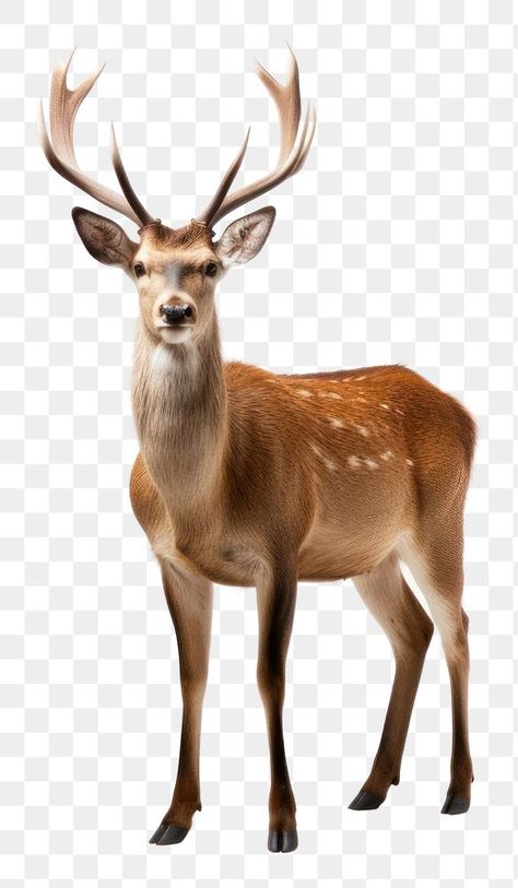 Photoshopped Animals, Animal Eating, Deer Png, Deer Pictures, Animal Png, Pretty Animals, App Icon Design, Animals Images, Digital Scrapbook