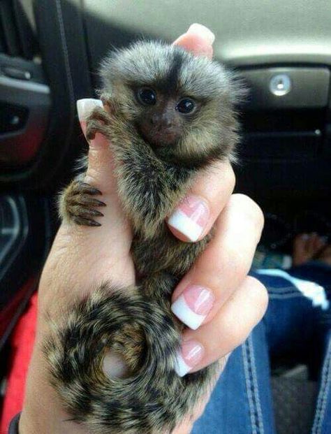 Monkeys For Sale, Finger Monkey, Marmoset Monkey, Small Monkey, Pet Monkey, Cute Monkey, Baby Monkey, Primates, Cute Creatures