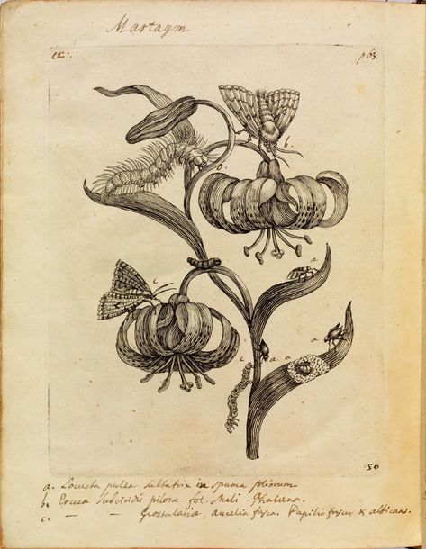 Botanical Illustration Black And White, Martagon Lily, Maria Sibylla Merian, Scientific Drawing, Science Illustration, Engraving Illustration, Illustration Botanique, Floral Illustration, Flower Vintage