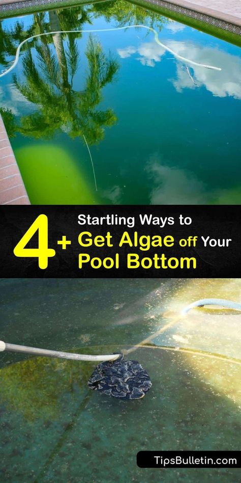 Find out the best ways to get dead algae off the bottom of the pool. Black algae is the hardest to eliminate. Learn the importance of regularly cleaning your pool filter and checking pH, calcium… Cleaning Above Ground Pool, Doughboy Pool, Pool Cleaning Tips, Pool Algae, Pool Black, Empty Pool, Solar Pool Cover, Above Ground Pool Liners, Pool Shock