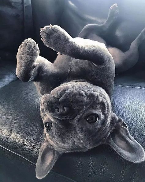 Grey French Bulldog, Blue Frenchie, Dog Waiting, Bulldog Francese, Mouse Hunt, Frenchie Bulldog, French Bulldog Dog, Frenchie Puppy, Cute French Bulldog