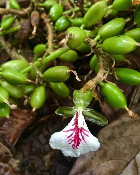 Cardamom Plant, Green Cardamom, Perennial Plants, Perennials, Herbs, Stuffed Peppers, India, Plants, Green