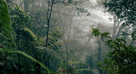 Indonesian charity provides healthcare discounts to villagers who refrain from logging the forest. ‪#‎Happonomy‬ Borneo Rainforest, Manaus Brazil, Brazil Vacation, Jungle Prints, Rainforest Animals, Brazil Travel, South China Sea, Unique Experiences, Amazon Rainforest