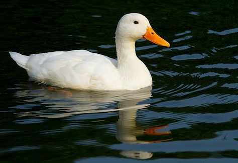 Eos 2000d, Pekin Duck, Trumpeter Swan, Duck Pictures, Duck Photo, What The Duck, Pet Ducks, Wild Duck, E Mc2