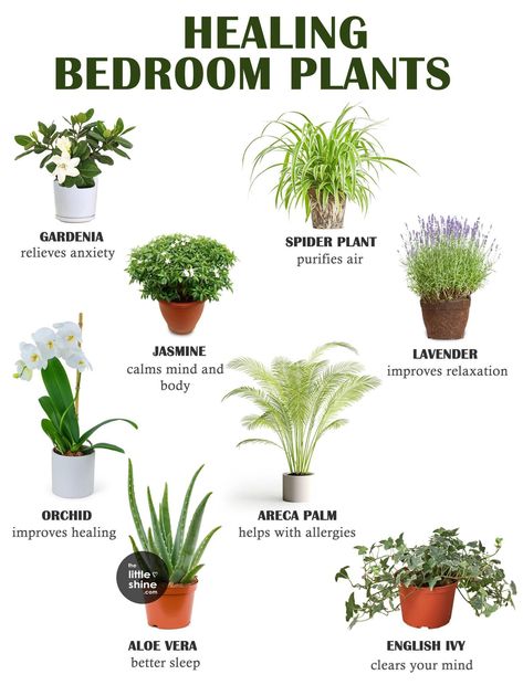 Kaktus Dan Sukulen, Trendy Plants, Plant Care Houseplant, Alpine Plants, Inside Plants, Growing Plants Indoors, Best Indoor Plants, Garden Types, Bedroom Plants