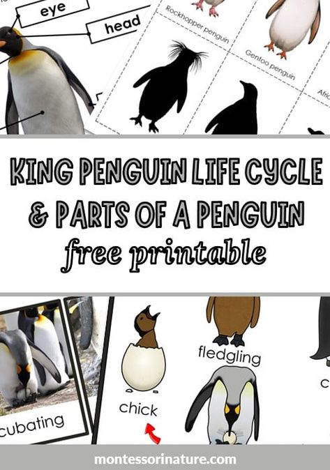 Penguin Life Cycle And Parts Of A Penguin Free Printable - Montessori Nature