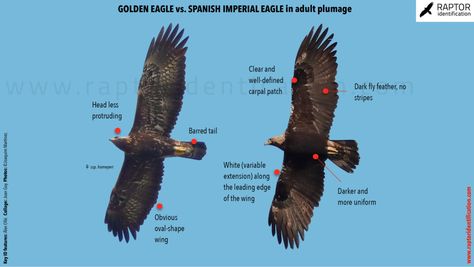 Golden-eagle-Spanish-Imperial-Eagle-identification Imperial Eagle, Golden Eagle, Birds, Stripes