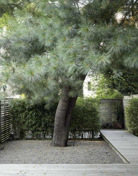 Specimen Trees: Are They Worth It? - Gardenista Landscaping Around House, Landscaping Around Trees, White Pine Tree, Privacy Plants, Eastern White Pine, Privacy Landscaping, Specimen Trees, Modern Landscape Design, Formal Garden