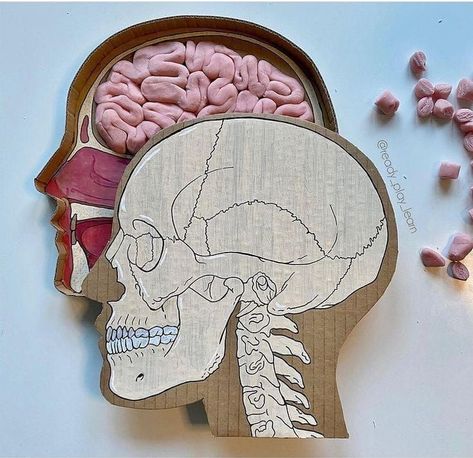 Brain School Project Ideas, Brain Project Ideas, Brain Model Project Diy, Brain Model Project, Nervous System Projects, Human Body Science Projects, Science Project Models, Science Exhibition Projects, Brain Models