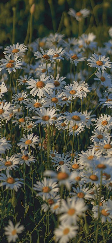 August Phone Wallpaper Aesthetic, Daisy Flower Aesthetic Wallpaper, Slow Down Wallpaper, วอเปเปอร์ Iphone, Minimalistic Iphone Wallpaper, August Wallpaper Aesthetic, Daisy Flower Aesthetic, Daisies Background, Nature Wallpaper Iphone