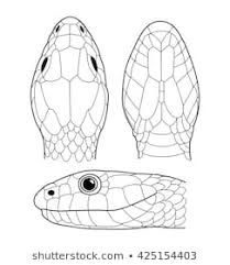 Snake Head Illustration Images, Stock Photos & Vectors | Shutterstock Snake Heads Drawing, Snake Head Drawing Reference, Snake Head Illustration, How To Draw A Snake Head, Snake Head Sketch, Snake Head Reference, Snake Head Drawing, Snake Head Tattoo, Snake Reference