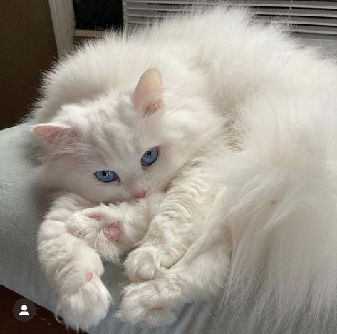 Gorgeous Cats, Cute Cats Photos, Pretty Animals, Cute Animals Images, Wake Me, Fluffy Animals, Cute Animal Photos, Funny Cute Cats, Cute Cats And Dogs