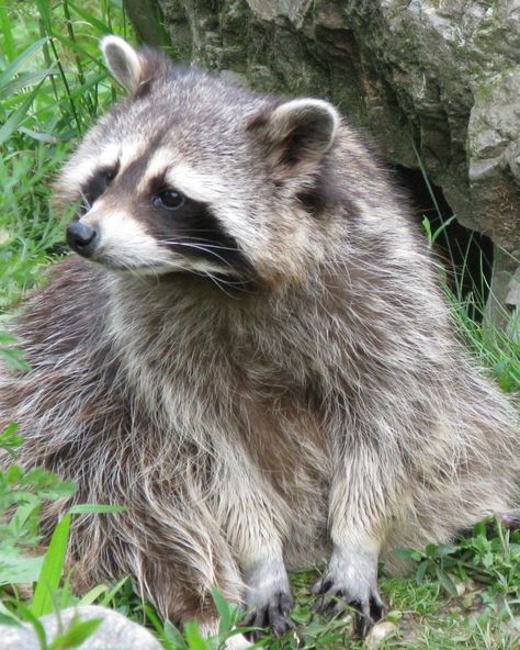 raccoon Raccoon Paws, Raccoon Mask, Therian Mask, Cat Mask, Grey Coat, Fluffy Animals, Wild Animal, Ferret, Body Weight