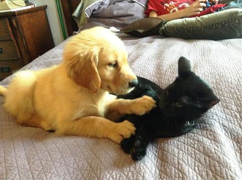 Black Cat And Golden Retriever Aesthetic, Black Cat Girlfriend And Golden Retriever Boyfriend Aesthetic, Black Cat Golden Retriever Duo, Black Cat And Golden Retriever, Black Cat Golden Retriever, Kitty And Puppy, Puppy And Cat, Cat And Puppy, Black Cat Pictures