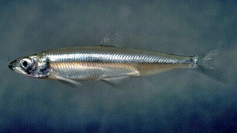 Smelt / Silver Bait fish pattern Baitfish Pattern      A actual Smelt fish, which is favorite bait for many fishes.       Some Silver bait... California Drought, Tiny Fish, Fish Patterns, Big Waves, Endangered Species, Fly Fishing, Fish Pet, North America, California