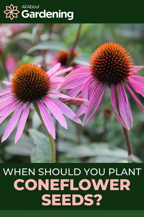 Are you thinking of planting coneflowers by seed in your garden? In this article we will discuss the best time to start planting coneflower seeds in your flowerbeds this season! Come take a look! Coneflower Seeds, Flower Planting Guide, Seed Starting Mix, Seed Saving, Wildflower Garden, Growing Seeds, Perennial Garden, Seed Starting, Types Of Flowers