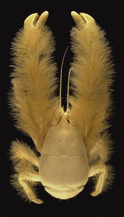 The kiwa hirsuta commonly known as the 'yeti crab' is a crustacean discovered in 2005 in the South Pacific Ocean. This decapod, which is approximately 15 cm long, is notable for the quantity of silky blond setae, resembling fur, covering its pereiopods... Yeti Crab, Weird Animals Vbs, Sea Floor, Picture Writing Prompts, Deep Sea Creatures, Animal Groups, Crustaceans, Creature Feature, Weird Creatures