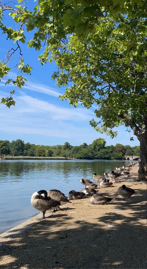 Hyde park 
Parks in London 
London 
Ducks 
Park London Hyde Park Aesthetic, Hide Park London, London Park Aesthetic, Hyde Park London Aesthetic, Hyde Park Aesthetic, Iris Hawthorne, Parks In London, Uk Birds, London Walks