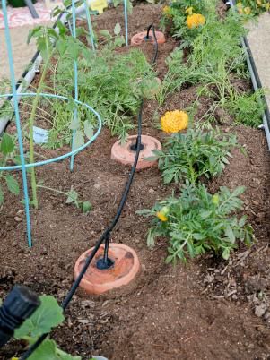 Vegetable Garden Watering System Diy, Raised Garden Watering System, Ollas Irrigation Diy, Gorilla Gardening, Diy Olla, Olla Irrigation, Raised Bed Irrigation, Quarantine Activities, Garden Watering System