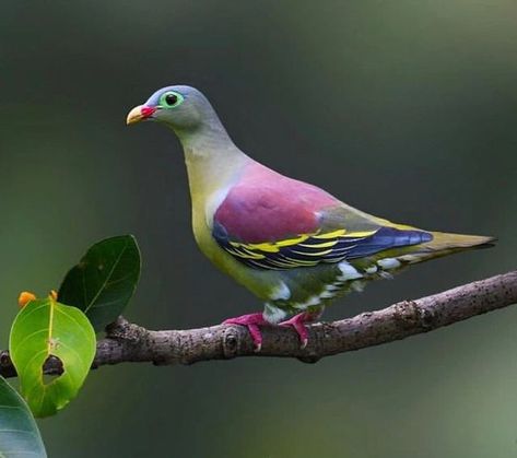 Birds Universe on Instagram: "Thick-billed Green Pigeon 💚 👉🏻Double tap ❤️ if you love it👈🏻 👉🏻 Comment and tag your friends👈🏻 👉🏻 Follow @birds_of_universe👈🏻 . . ➡️Want to get featured? ✨ ➡️ Tag us ~ #birds_of_universe 📸 @biswarup_satpati . . . . . #bird #birds #natgeoyourshot #bbcearth #birdsonplanet #instabird #birds_adored #wildlife #nature #dailybirdshow #birdscapture #best_birds_of_world #bird_extreme #birdsofindia #birdloversofinstagram #travel #travelphotography #nuts_about_bi Green Pigeon, Dove Pigeon, Wildlife Nature, Tag Your Friends, Magical Places, Bird Species, Double Tap, Bird Lovers, If You Love