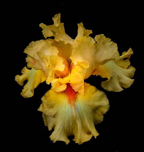 Yellow Iris Flower, Yellow Iris, Thank You Photos, Iris Flower, 10 Million, Iris Flowers, Irises, Thank You, Tv