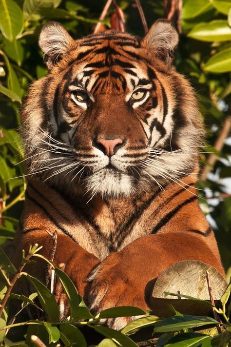 Dignitas sublimitas Tiger Photography, Animals Wallpapers, Wild Animals Photography, Panthera Tigris, Photography Animals, Animals Photography, Tiger Pictures, Wild Tiger, Exotic Cats